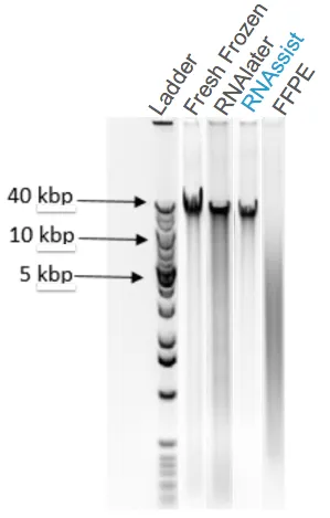 Gel comparing genomic DNA from fresh frozen, RNAlater, RNAssist and FFPE samples against a DNA ladder