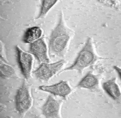 Phase-contrast micrograph of healthy-looking tissue culture cells after 3 years of incubation at 37°C