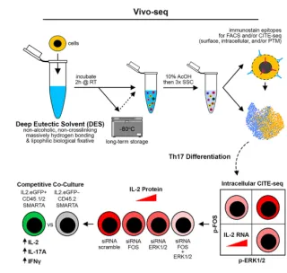vivoPHIX™-enabled platform published in Cell Reports reveals new insights into Th17 biology