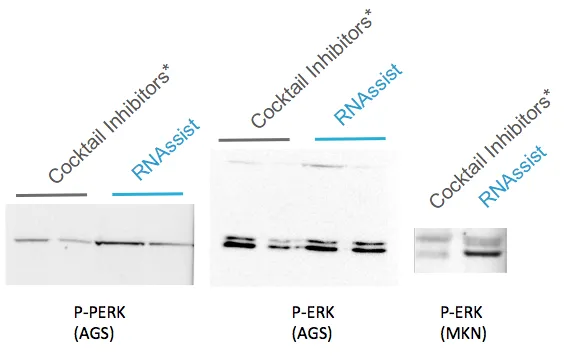Western blots comparing phosphoprotein levels (P-PERK, P-ERK) between cocktail-inhibitor and RNAssist-treated samples in AGS and MKN cell lines