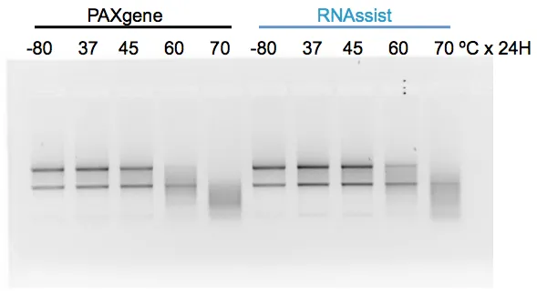 Gel comparing RNA bands from PAXgene and RNAssist samples stored 24 hours at -80°C, 37°C, 45°C, 60°C and 70°C