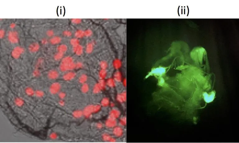 Two fluorescent protein micrographs: (i) RFP-labeled cells in tissue and (ii) GFP-expressing sample glowing green