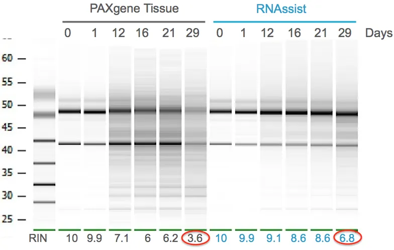 Gel comparing RNA integrity over 29 days: PAXgene Tissue drops to RIN 3.6 while RNAssist maintains RIN 6.8