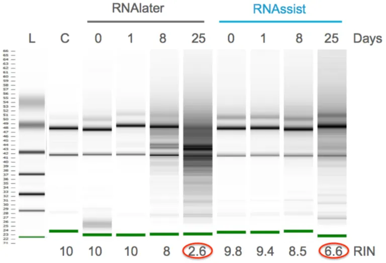 Gel showing RNA integrity (RIN) over 25 days: RNAlater degrades to RIN 2.6 while RNAssist maintains RIN 6.6