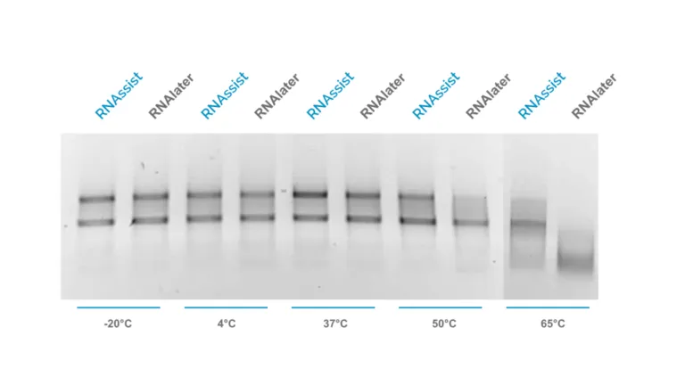 Gel comparing RNAssist and RNAlater RNA yield at -20°C, 4°C, 37°C, 50°C and 65°C, showing RNAssist preserves RNA better at high temperature