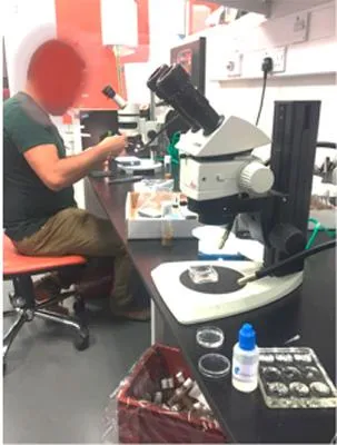 Researcher dissecting Drosophila under a stereo microscope at a lab bench