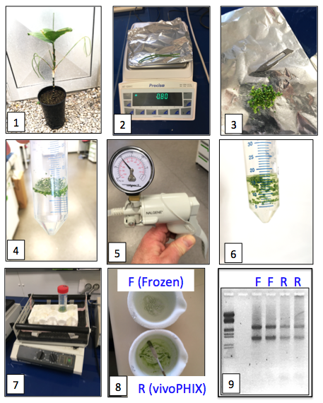 RNA-plant RNA-plant